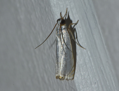 Microcrambon paphiellus