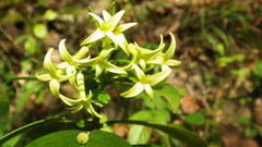 Daphne pontica