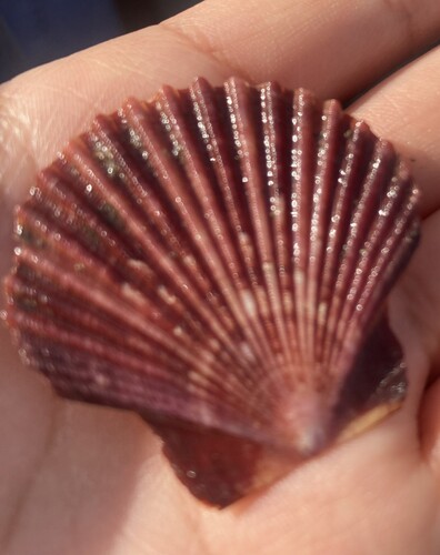 Leopecten diegensis observed 2026-02-06