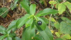 Daphne pontica