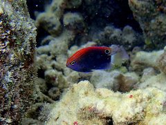 Pomacentrus bankanensis