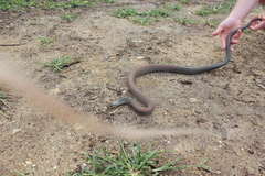 Cubophis cantherigerus