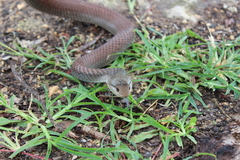 Cubophis cantherigerus