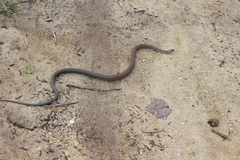 Cubophis cantherigerus