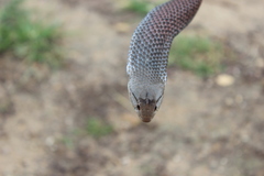 Cubophis cantherigerus