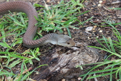Cubophis cantherigerus