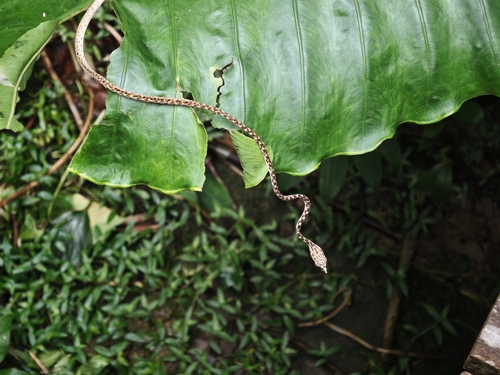 Ahaetulla fasciolata, 2026-02-11