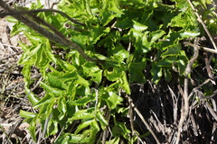 Tauschia arguta