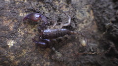 Euscorpius mingrelicus