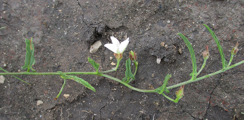 Convolvulus sagittatus image