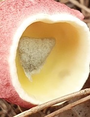 Boletellus deceptivus