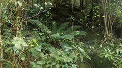 Dryopteris shorapanensis