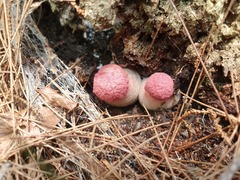 Boletellus deceptivus