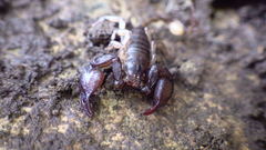 Euscorpius mingrelicus