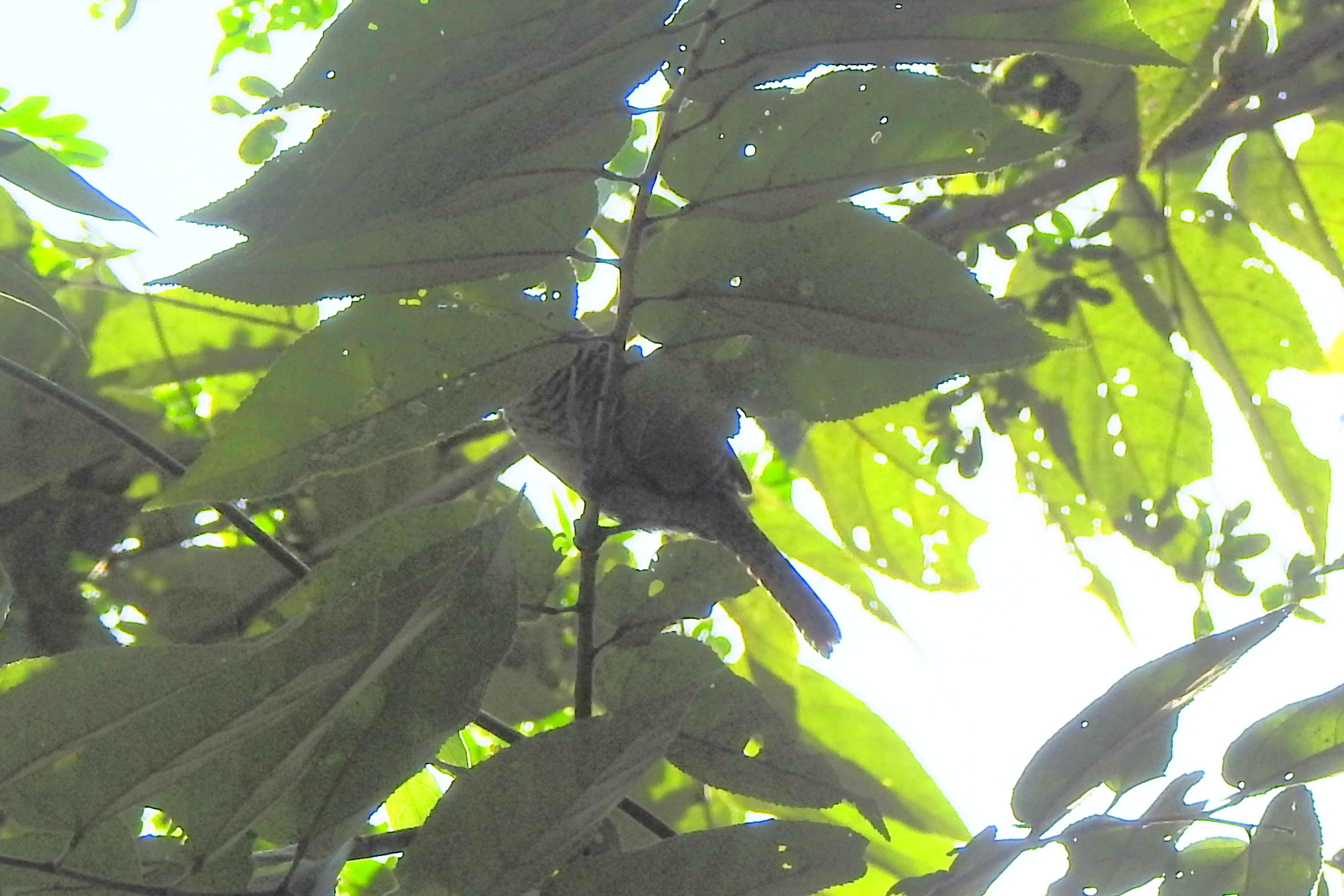 Fasciated Antshrike (Cymbilaimus lineatus), photo 8