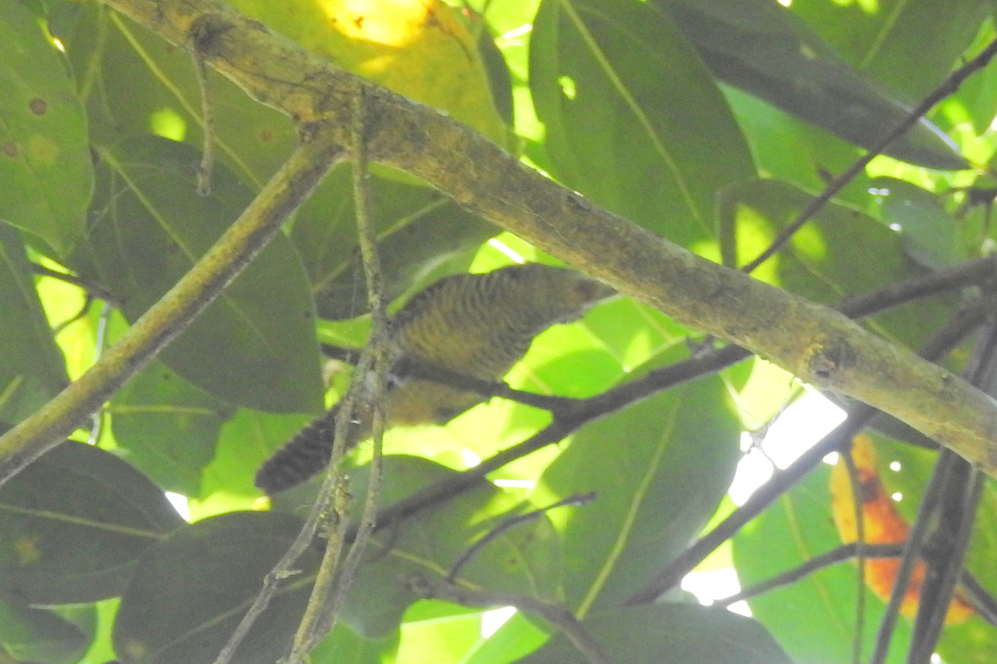 Fasciated Antshrike (Cymbilaimus lineatus), photo 7