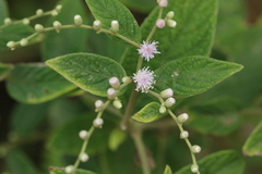 Lepidaploa canescens