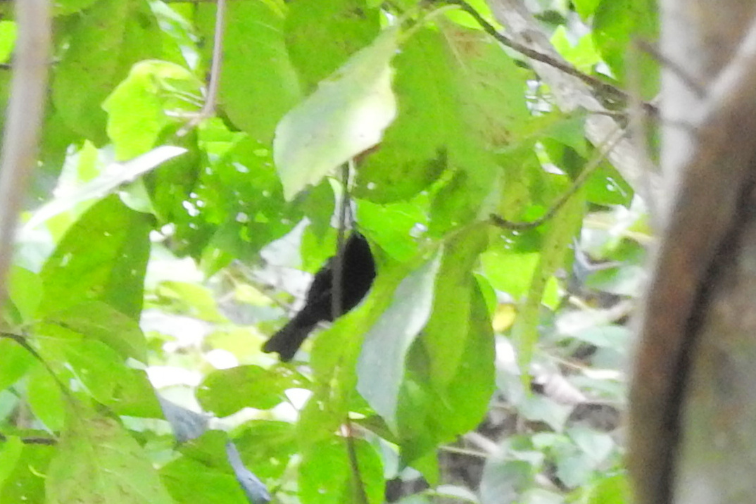 White-shouldered Tanager (Loriotus luctuosus), photo 9