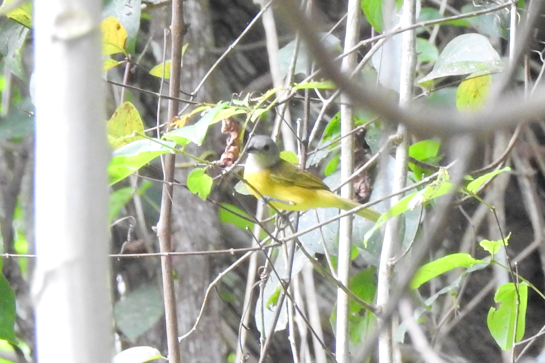 White-shouldered Tanager (Loriotus luctuosus), photo 7