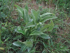 Neoerysiphe galeopsidis