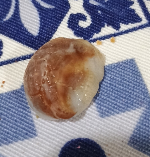 Bostrycapulus odites