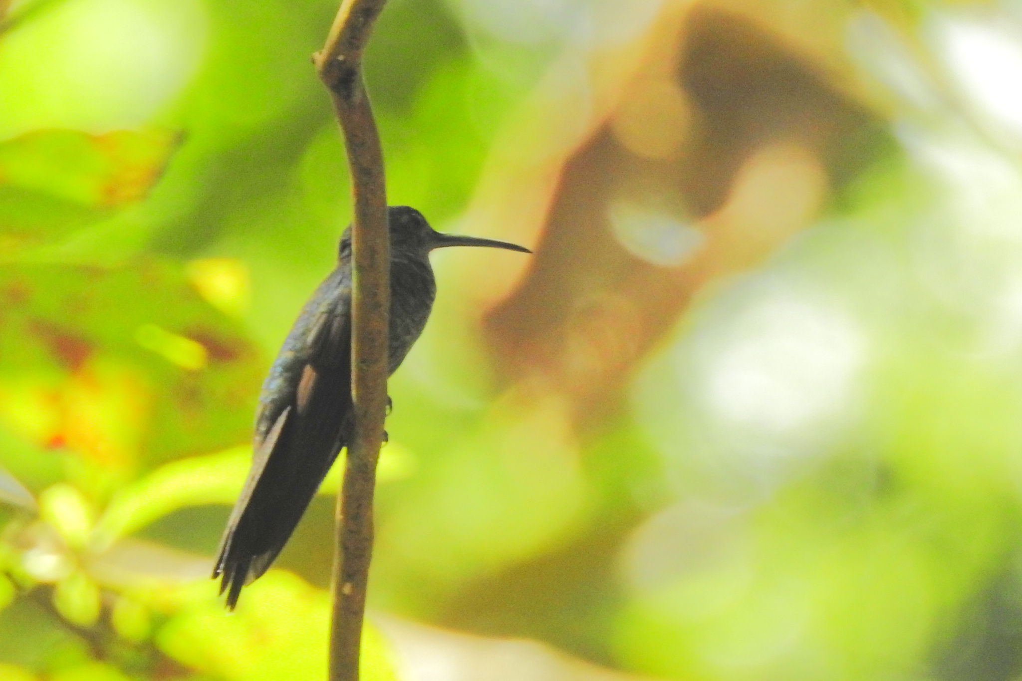 White-vented Plumeleteer (Chalybura buffonii), photo 6