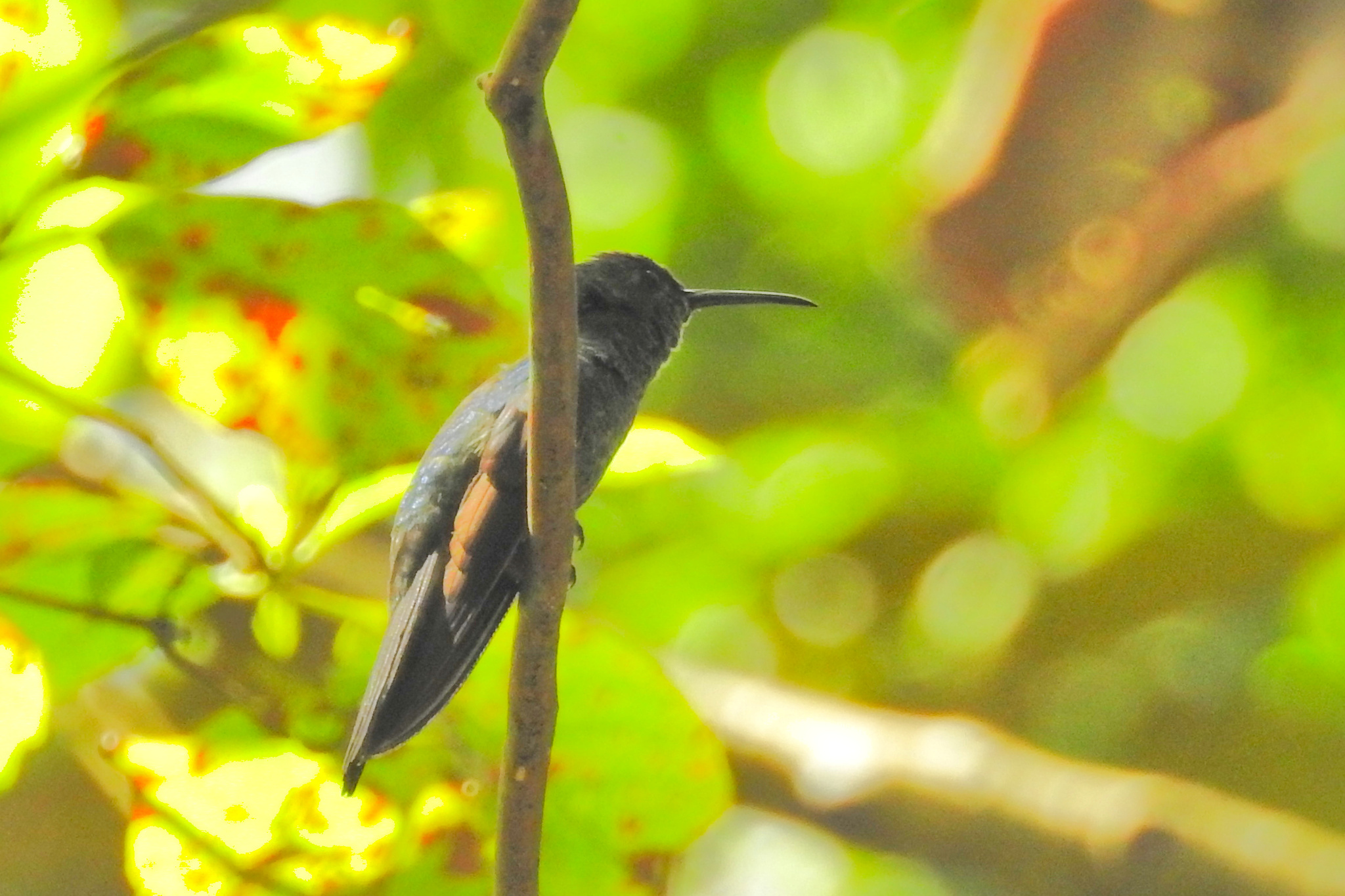 White-vented Plumeleteer (Chalybura buffonii), photo 5