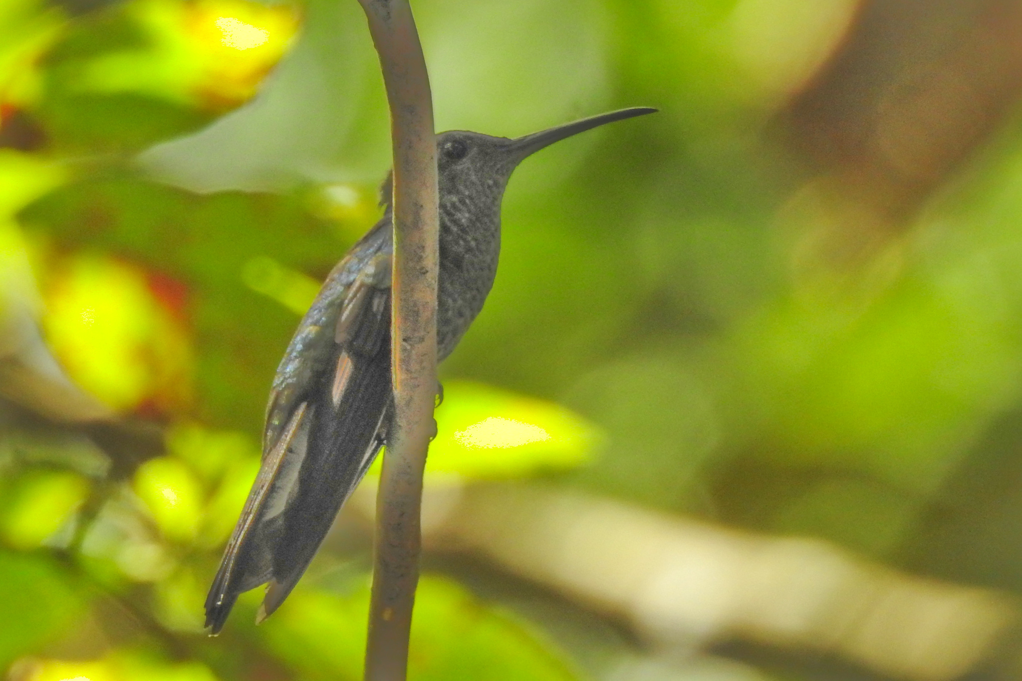 White-vented Plumeleteer (Chalybura buffonii), photo 4