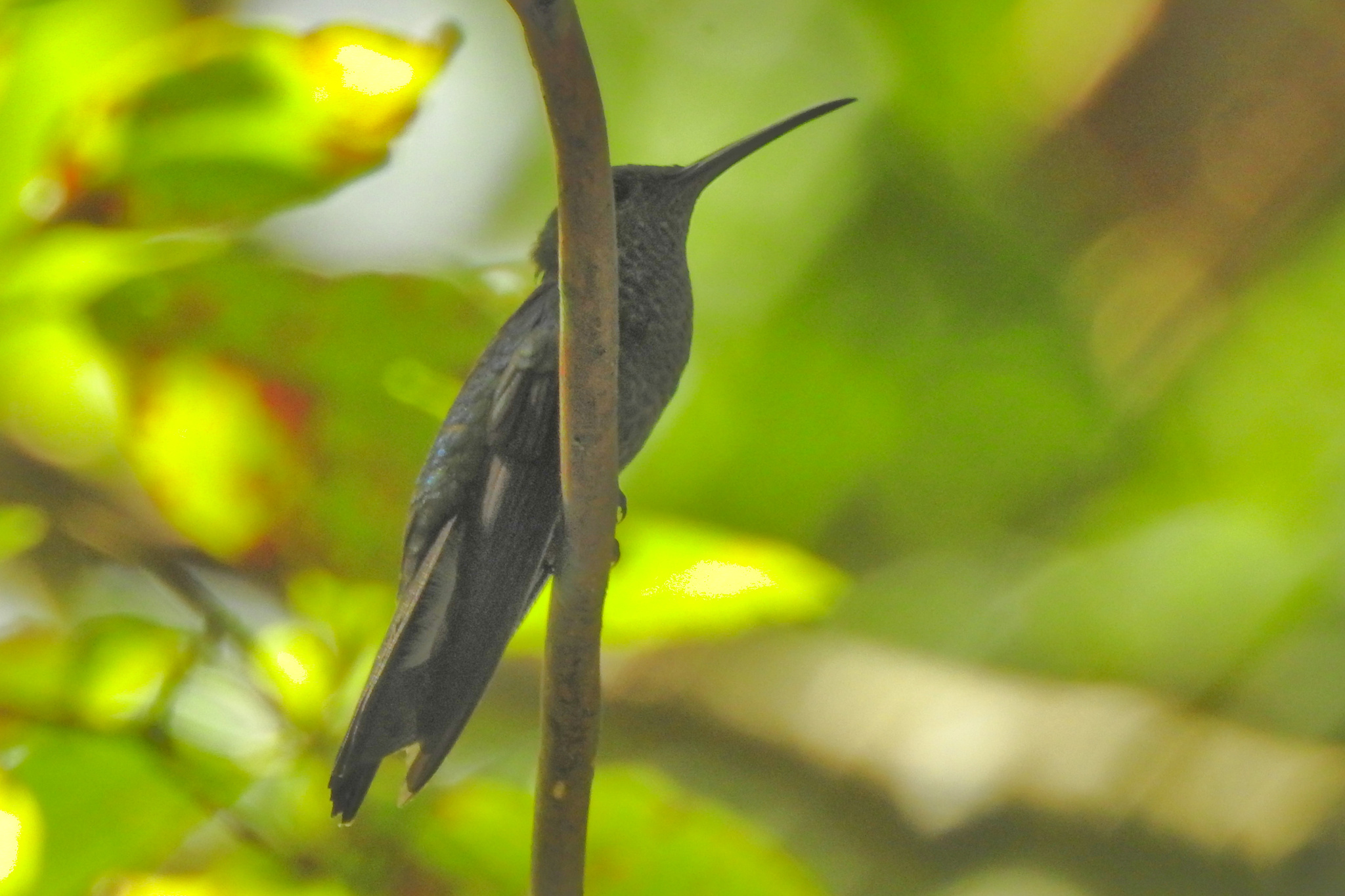 White-vented Plumeleteer (Chalybura buffonii), photo 3