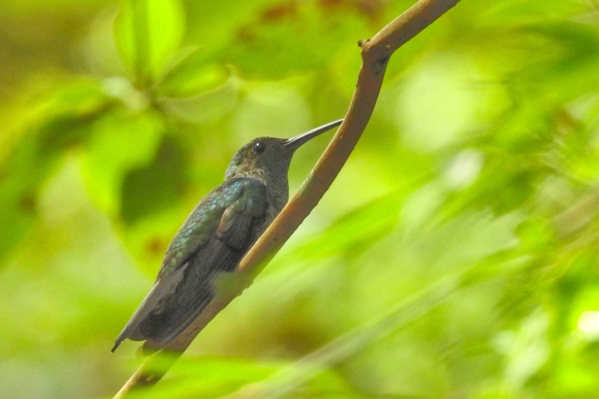 White-vented Plumeleteer (Chalybura buffonii), photo 2