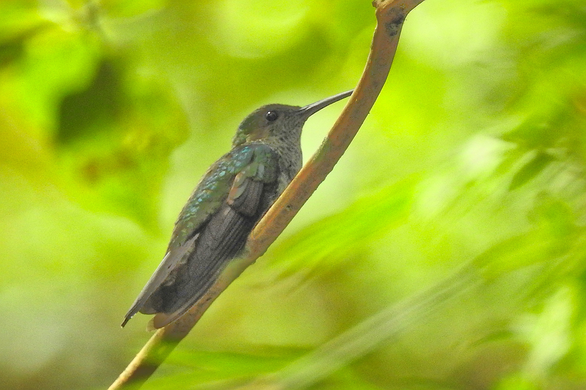 White-vented Plumeleteer (Chalybura buffonii), photo 1