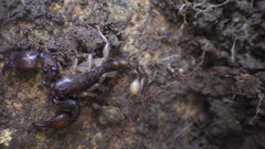 Euscorpius mingrelicus