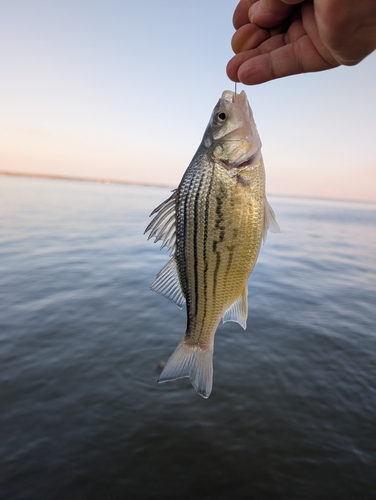 Yellow bass (Morone mississippiensis) — Moronidae