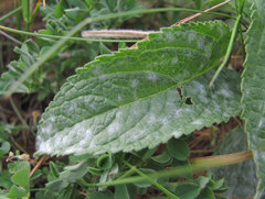 Neoerysiphe galeopsidis