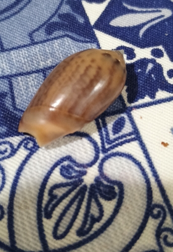 Olivancillaria urceus