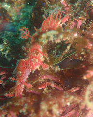 Idiotropiscis lumnitzeri