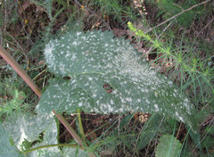 Neoerysiphe galeopsidis