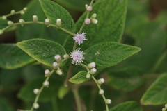 Lepidaploa canescens