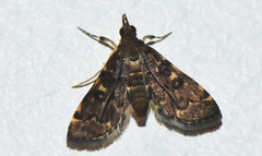 Piletocera viperalis