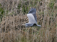 Ardea cinerea