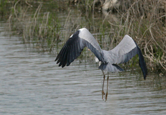 Ardea cinerea
