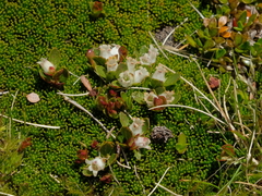 Gaultheria nubicola