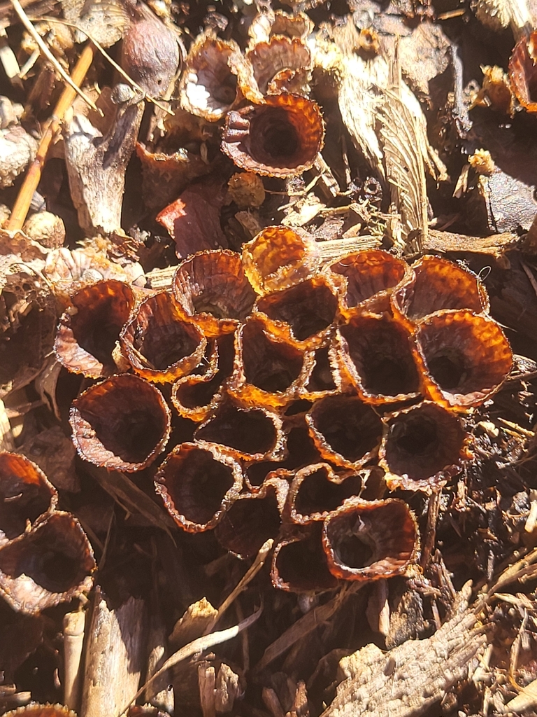 Cyathus striatus · February 2026 · photo: © plantpunk (iNaturalist, cc-by)