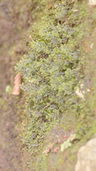 Porella pinnata