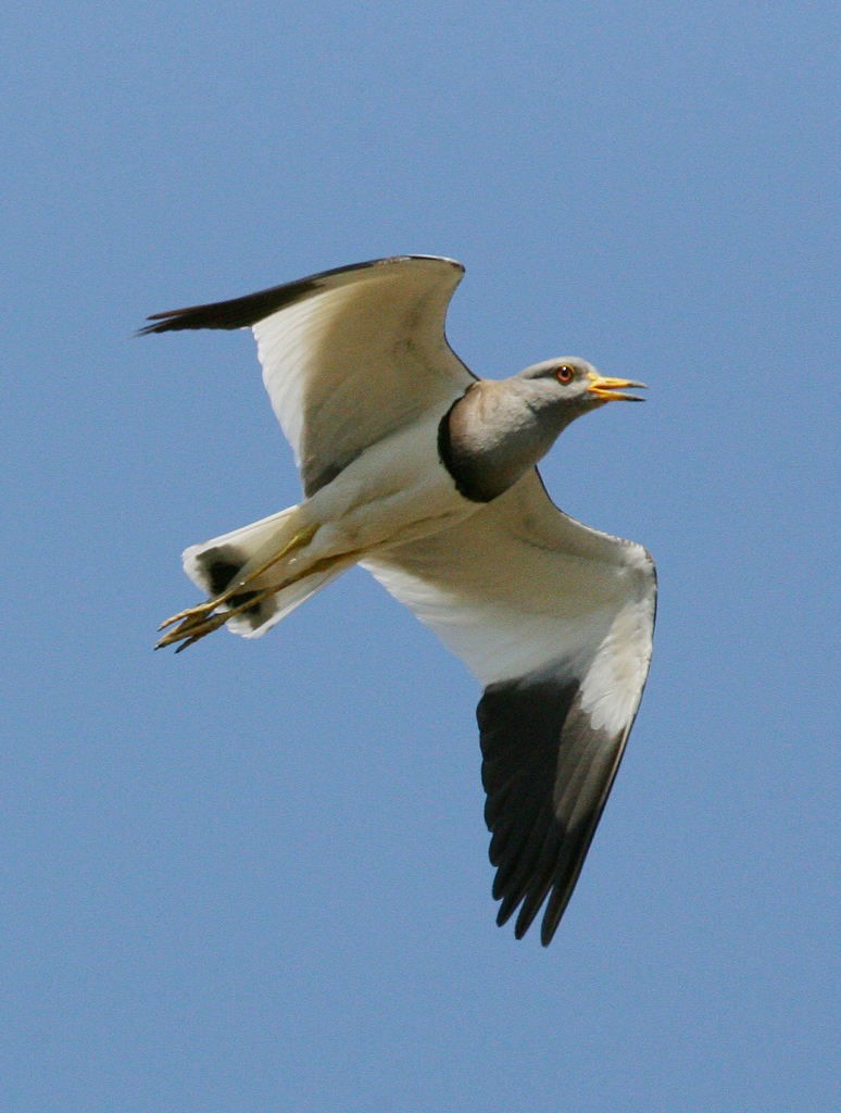 Gray-headed Lapwing photo