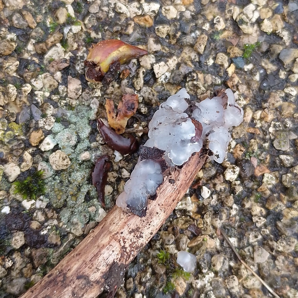 Myxarium nucleatum · February 2026 · photo: © physcia_descendens (iNaturalist, cc-by)