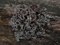 Imshaugia placorodia