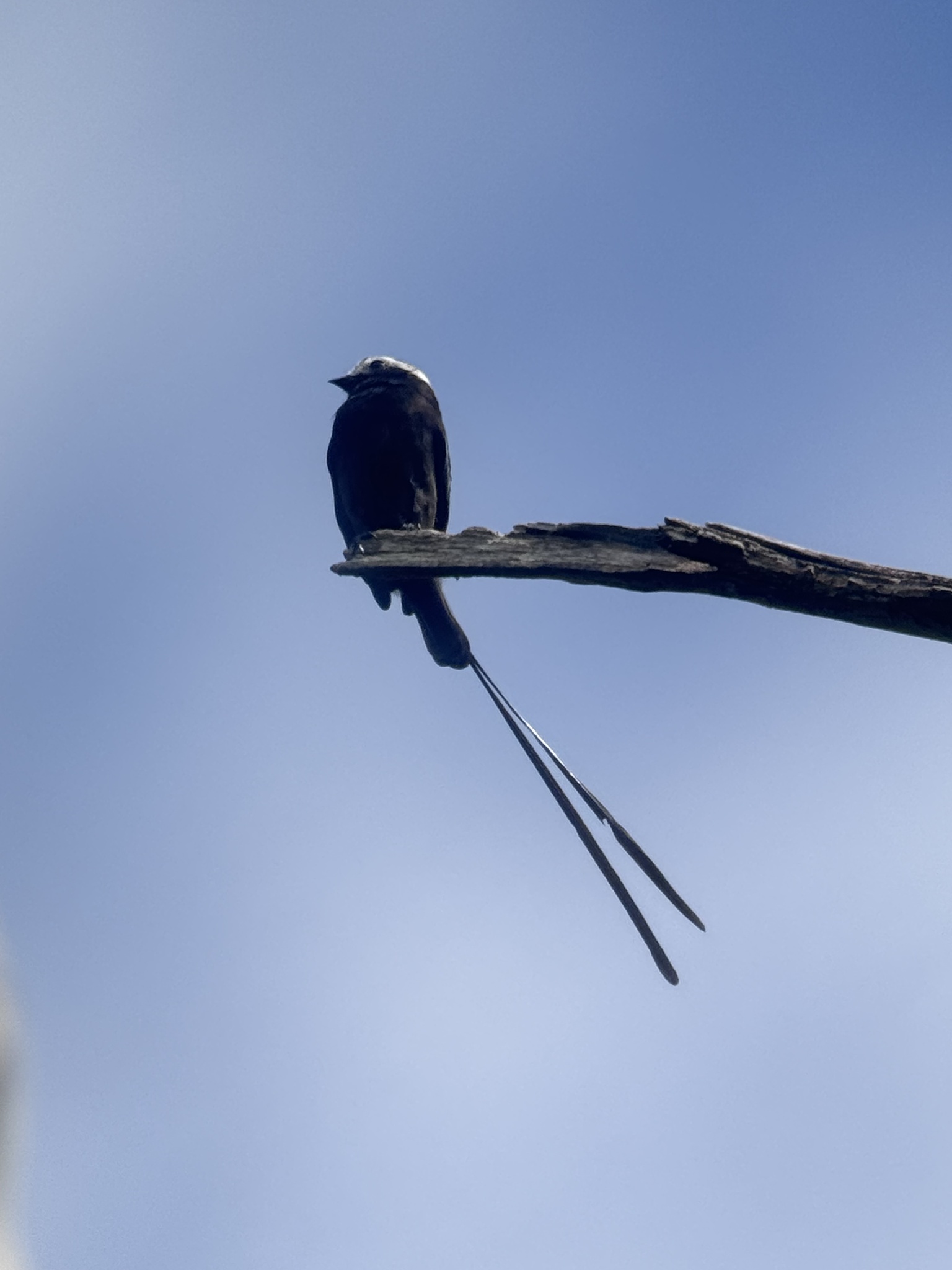 Long-tailed Tyrant (Colonia colonus), photo 6