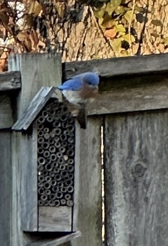 Eastern Bluebird