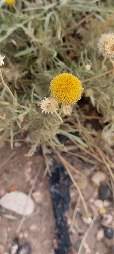 Gaillardia megapotamica, photograph 2
